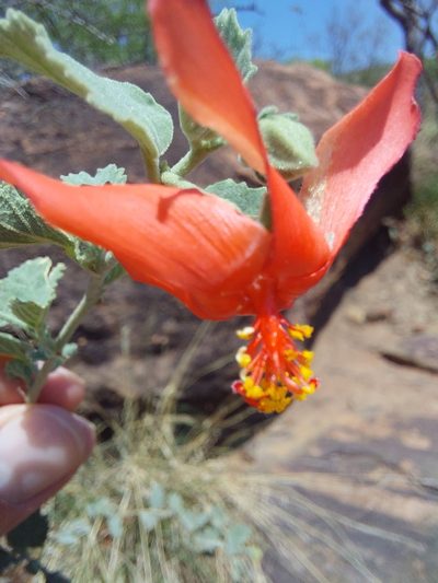 Hibiscus waterbergensis, photographed by Manuel R Popp