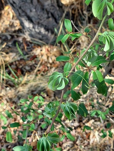 Adenia glauca, photographed by Manuel R Popp