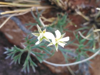 Pelargonium aridum, photographed by melda