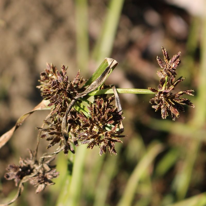 Cyperus fuscus, photographed by Юрий Данилевский (Yuriy Danilevsky)