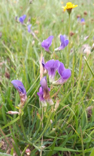 Lathyrus subulatus, photographed by Juan Manuel Barreneche
