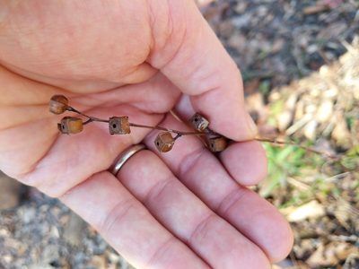 Ludwigia alternifolia, photographed by Matt Schultz