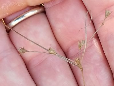 Juncus tenuis, photographed by Matt Schultz
