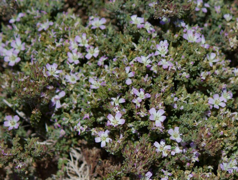 Frankenia chilensis, photographed by Ben Lyle Bedard