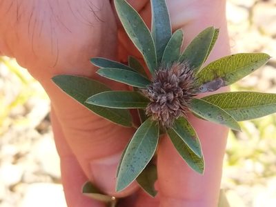 Lespedeza capitata, photographed by Matt Schultz
