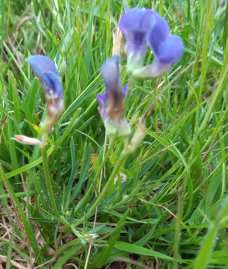 Lathyrus subulatus, photographed by Juan Manuel Barreneche