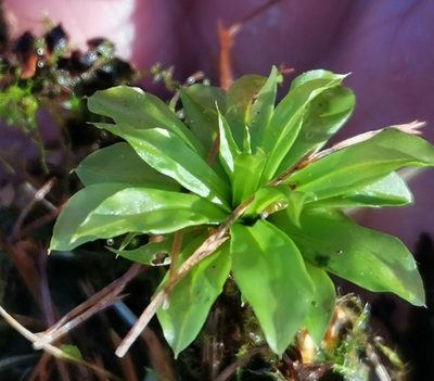 Rhodobryum roseum, photographed by Ilkka Kaita-aho