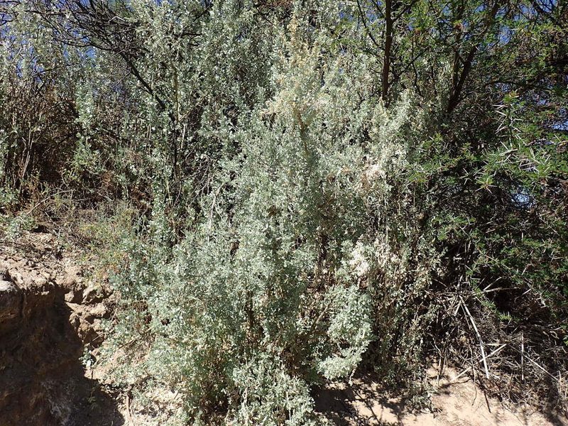 Atriplex nummularia, photographed by Mahomed Desai