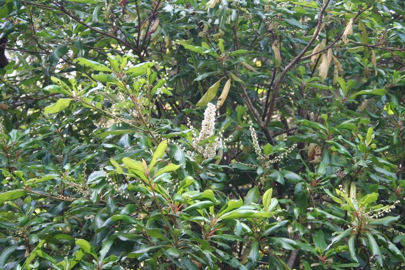 Clethra arborea, photographed by Edmundas Greimas