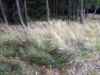 Calamagrostis epigejos, photographed by Vladimír Fuka