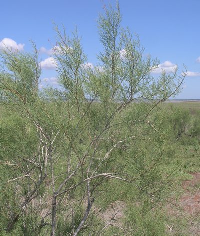 Tamarix gracilis, photographed by Oleg Kosterin
