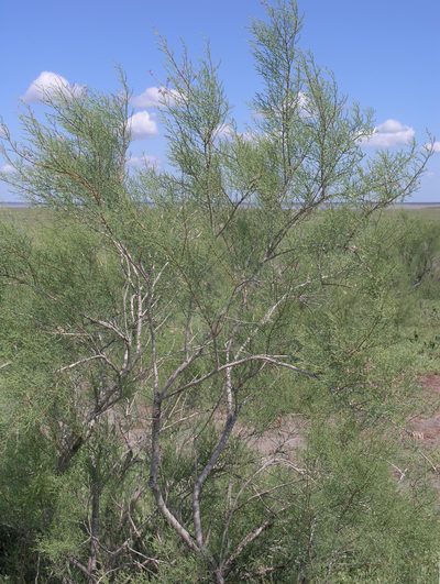 Tamarix gracilis, photographed by Oleg Kosterin