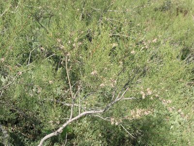Tamarix gracilis, photographed by Oleg Kosterin