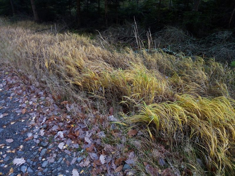 Calamagrostis villosa, photographed by Vladimír Fuka