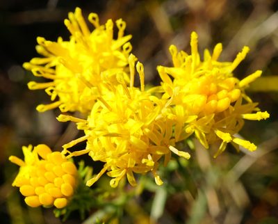Galatella linosyris, photographed by Patrick Hacker