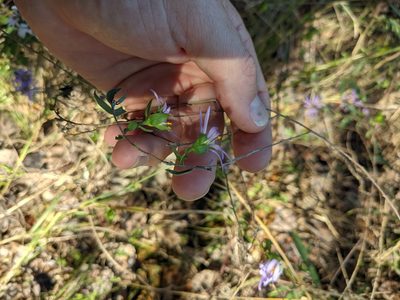 Symphyotrichum pratense, photographed by Cleveland Powell