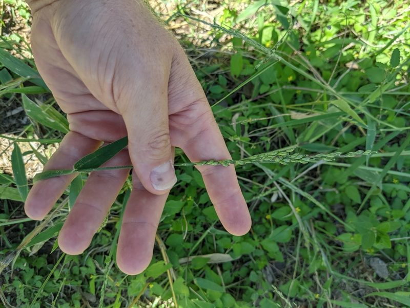 Urochloa texana, photographed by Cleveland Powell