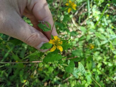 Sclerocarpus uniserialis, photographed by Cleveland Powell