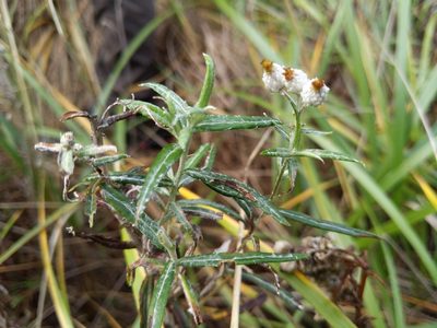 Anaphalis margaritacea, photographed by Alan Rockefeller