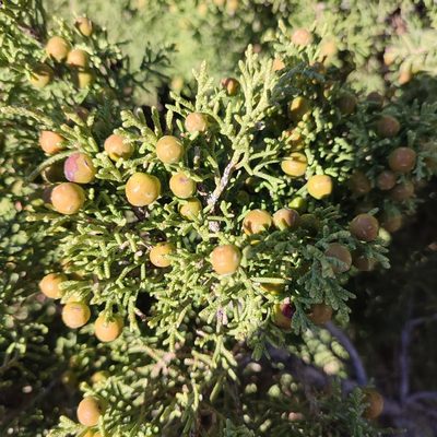 Juniperus phoenicea, photographed by Quentin Groom