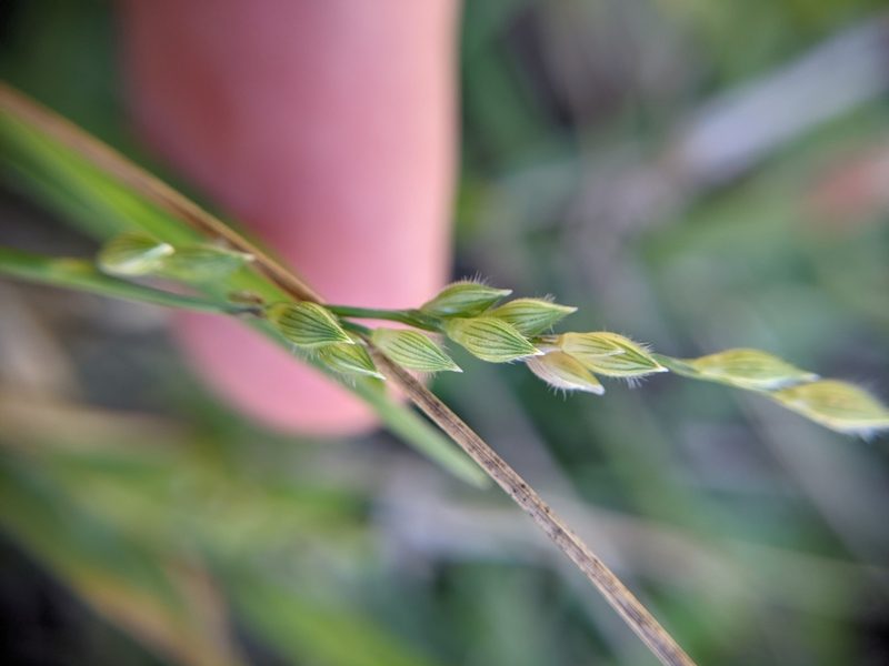 Urochloa ciliatissima, photographed by Cleveland Powell