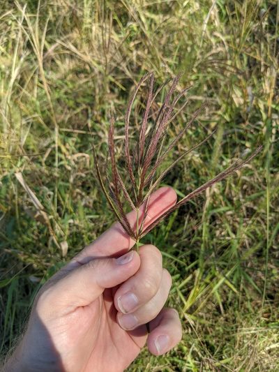Leptochloa pluriflora, photographed by Cleveland Powell