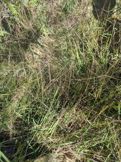 Digitaria cognata, photographed by Cleveland Powell
