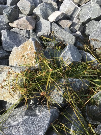 Cyperus metzii, photographed by harrier