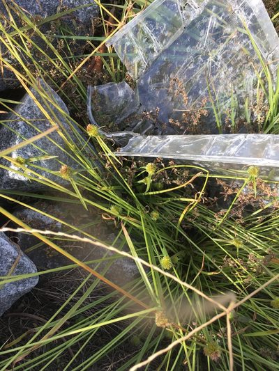 Cyperus metzii, photographed by harrier