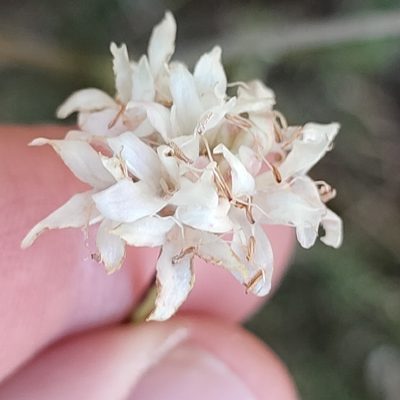 Cephalaria leucantha, photographed by Quentin Groom