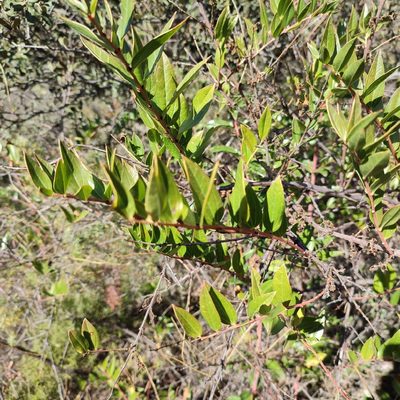 Coriaria myrtifolia, photographed by Quentin Groom
