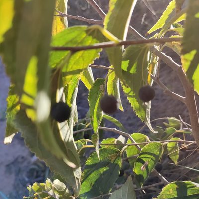 Celtis australis, photographed by Quentin Groom