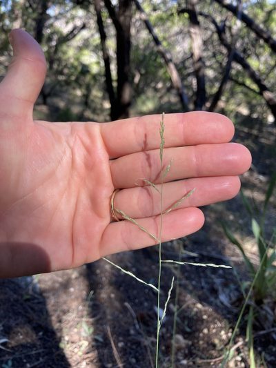Tridentopsis buckleyana, photographed by WCD Staff