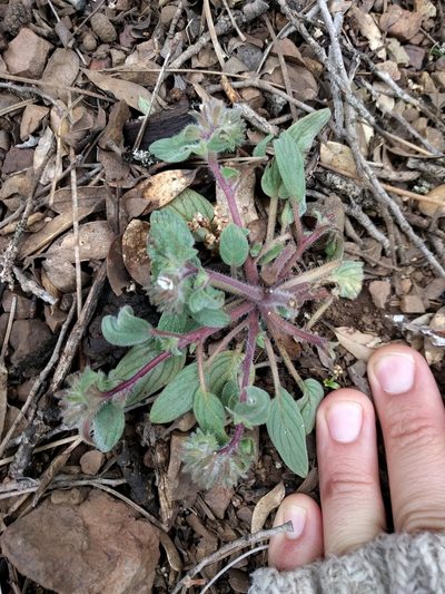 Phacelia phacelioides, photographed by Ken-ichi Ueda