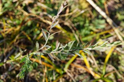 Linum austriacum, photographed by Patrick Hacker