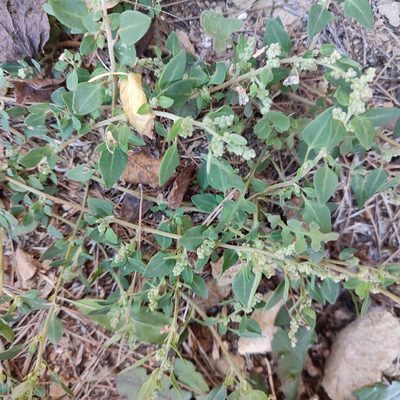 Chenopodium vulvaria, photographed by Quentin Groom