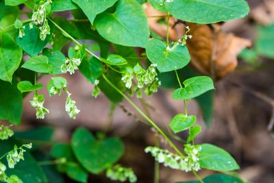 Fallopia scandens, photographed by Melissa McMasters