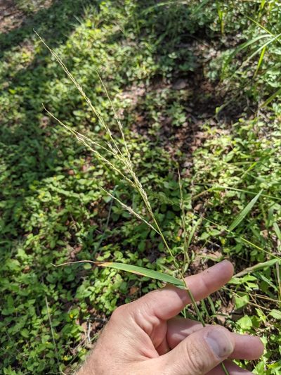 Digitaria californica, photographed by Cleveland Powell