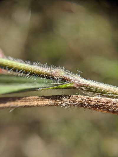Panicum capillarioides, photographed by Cleveland Powell