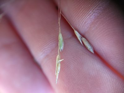 Panicum capillarioides, photographed by Cleveland Powell