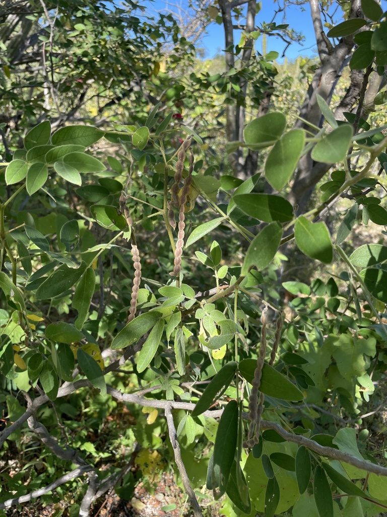 Senna villosa, photographed by Sula Vanderplank