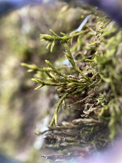 Cryphaea glomerata, photographed by Zihao Wang
