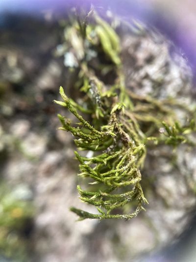 Cryphaea glomerata, photographed by Zihao Wang