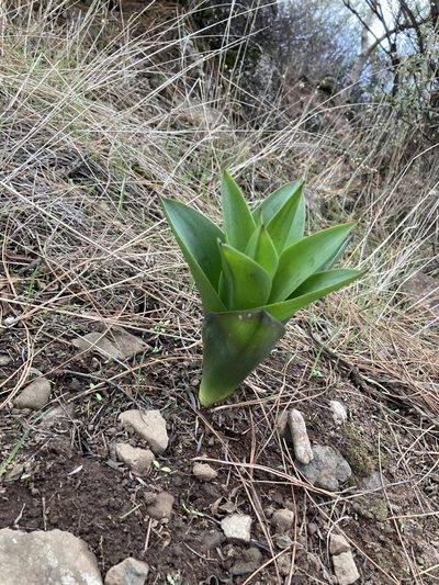 Squilla hesperia, photographed by John Kenrick Gibson