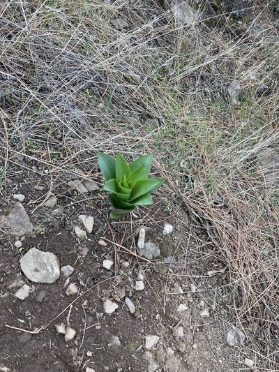 Squilla hesperia, photographed by John Kenrick Gibson