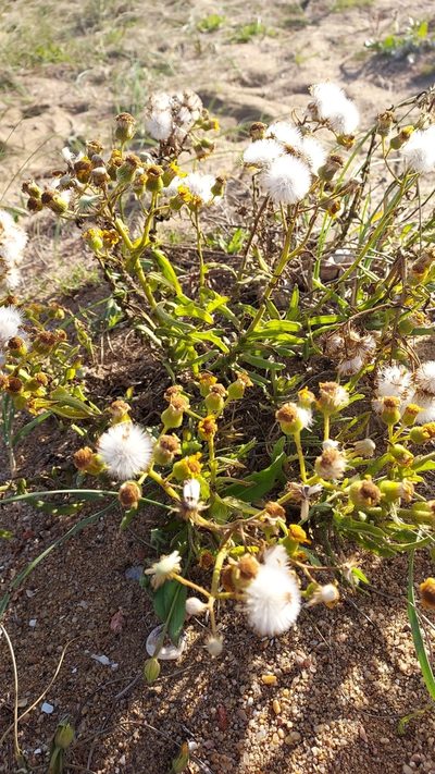 Senecio heterotrichius, photographed by Roderick Cameron