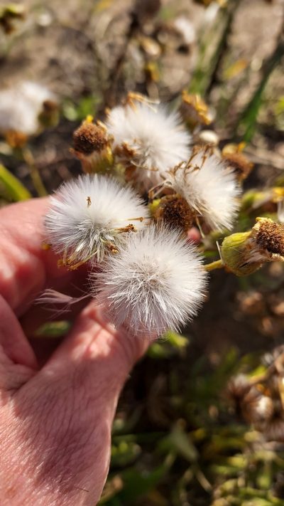 Senecio heterotrichius, photographed by Roderick Cameron