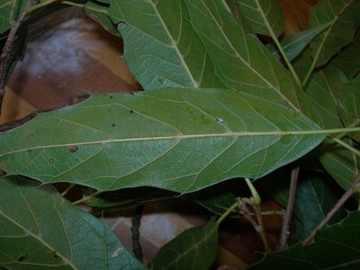 Quercus acutifolia, photographed by Neptalí Ramírez Marcial