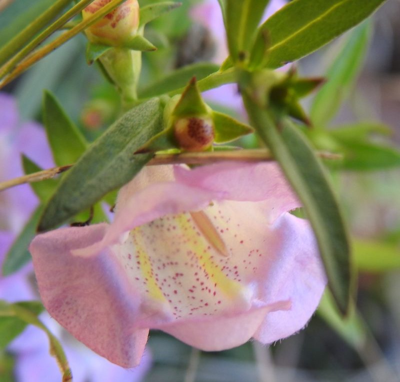 Agalinis heterophylla, photographed by saltyhiker
