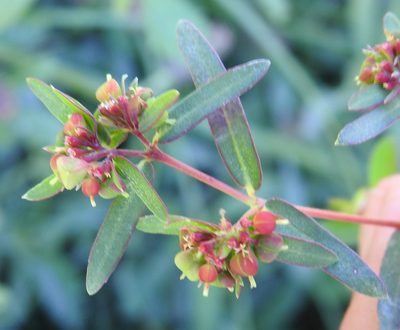 Euphorbia nutans, photographed by saltyhiker